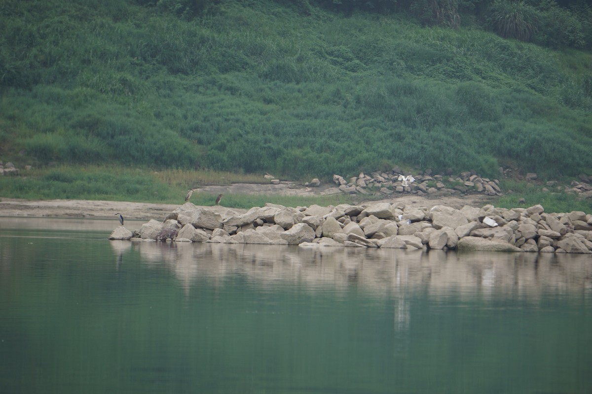 Schrenck's Bittern - ML637089899