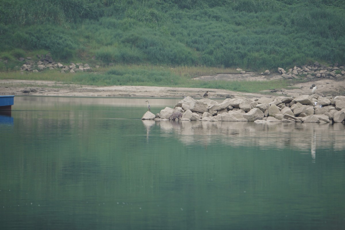 Schrenck's Bittern - ML637089901