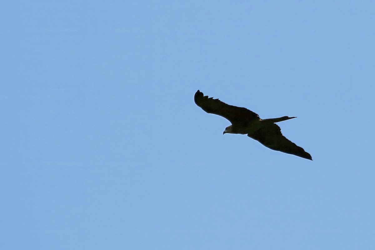 Black Kite (Black) - ML637089908