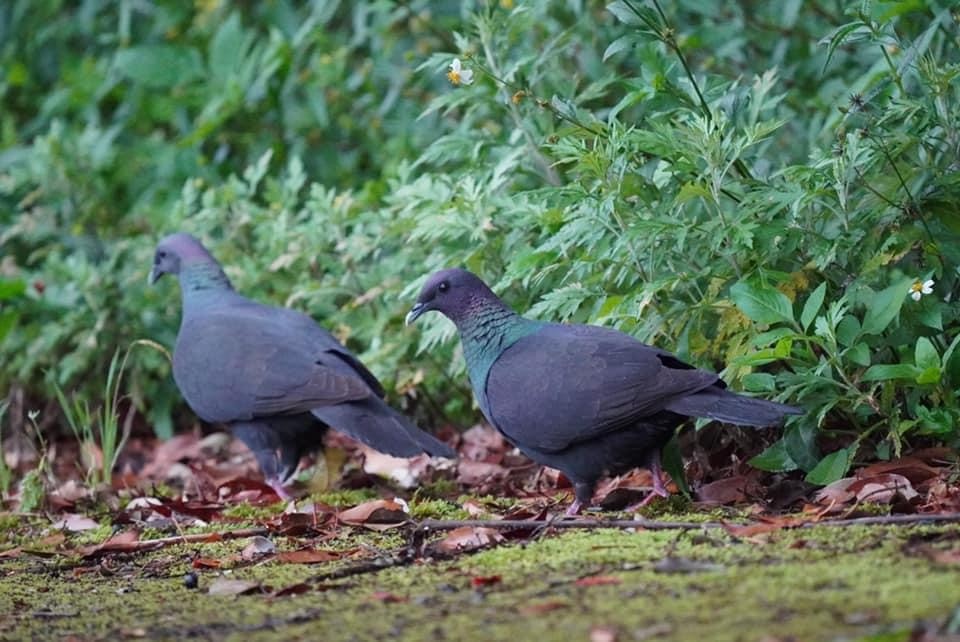 Black Wood-Pigeon - ML637089951