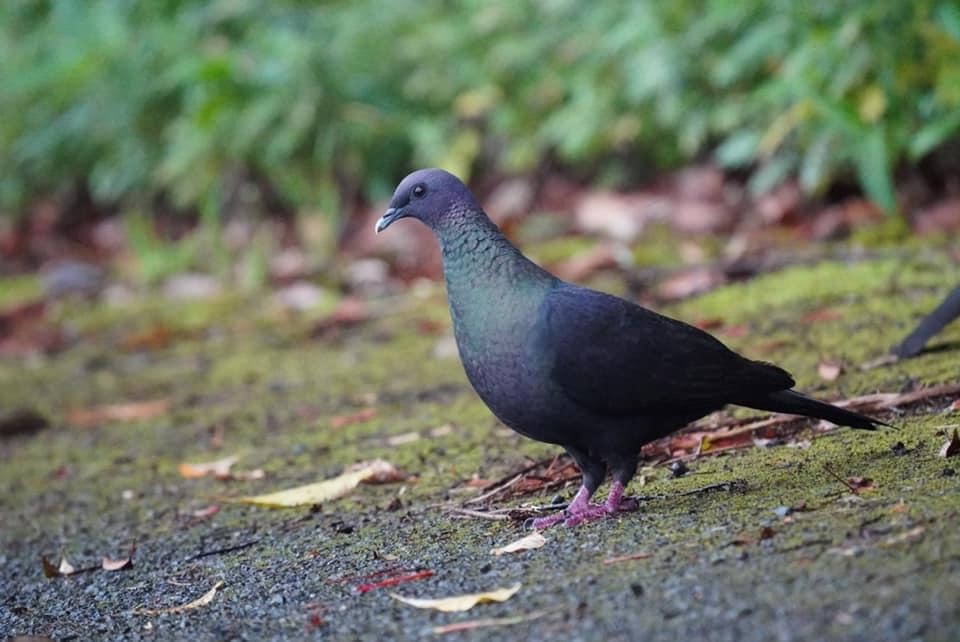 Black Wood-Pigeon - ML637089952
