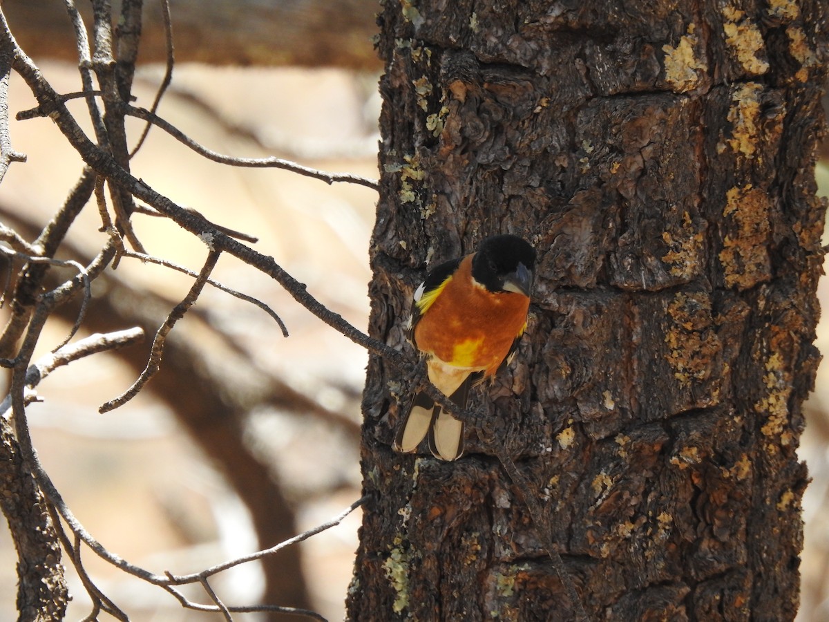 Black-headed Grosbeak - ML637089980