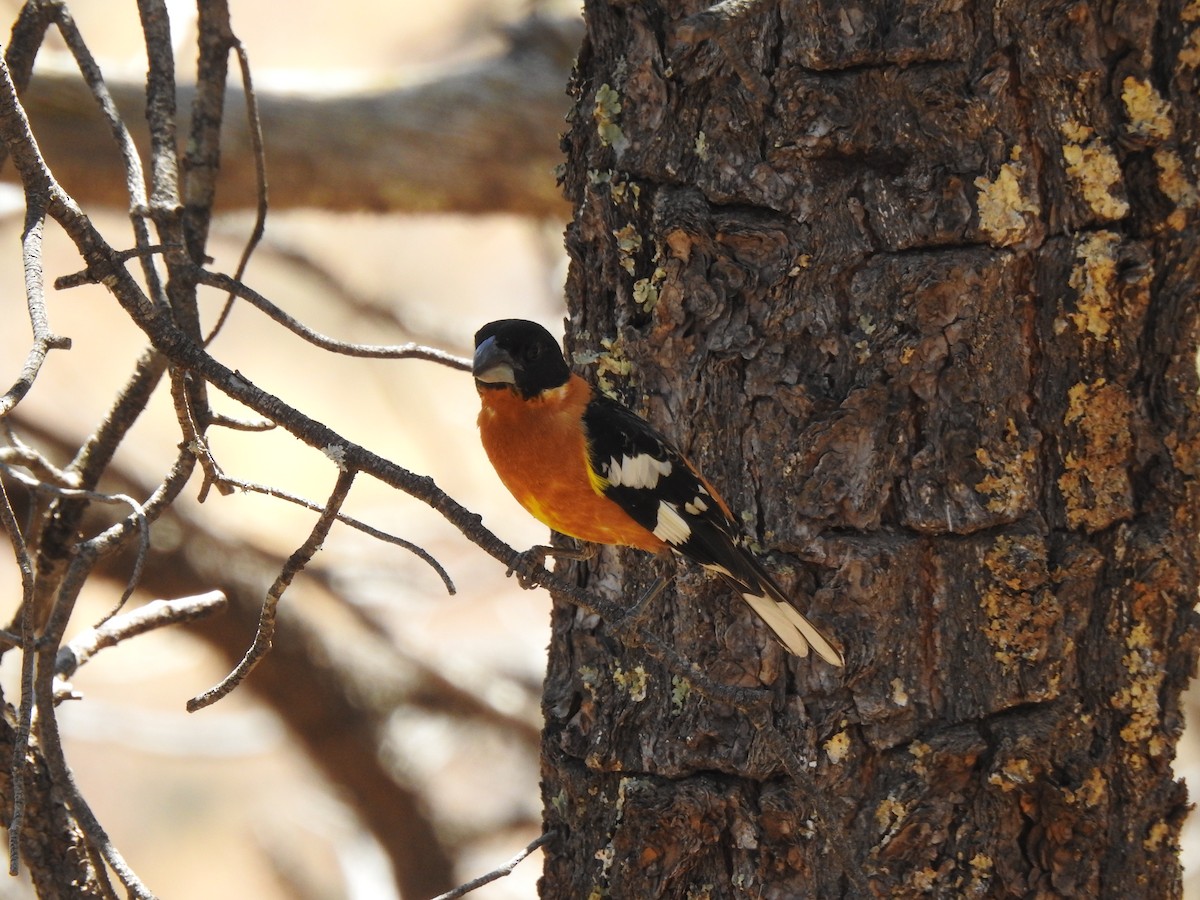 Black-headed Grosbeak - ML637089985