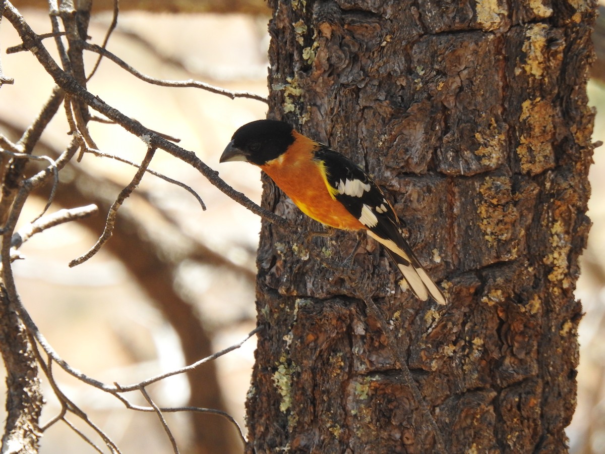 Black-headed Grosbeak - ML637089986