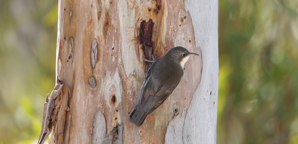 White-throated Treecreeper - ML637089998