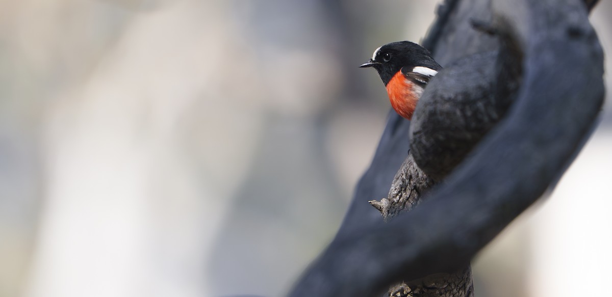 Scarlet Robin - ML637089999