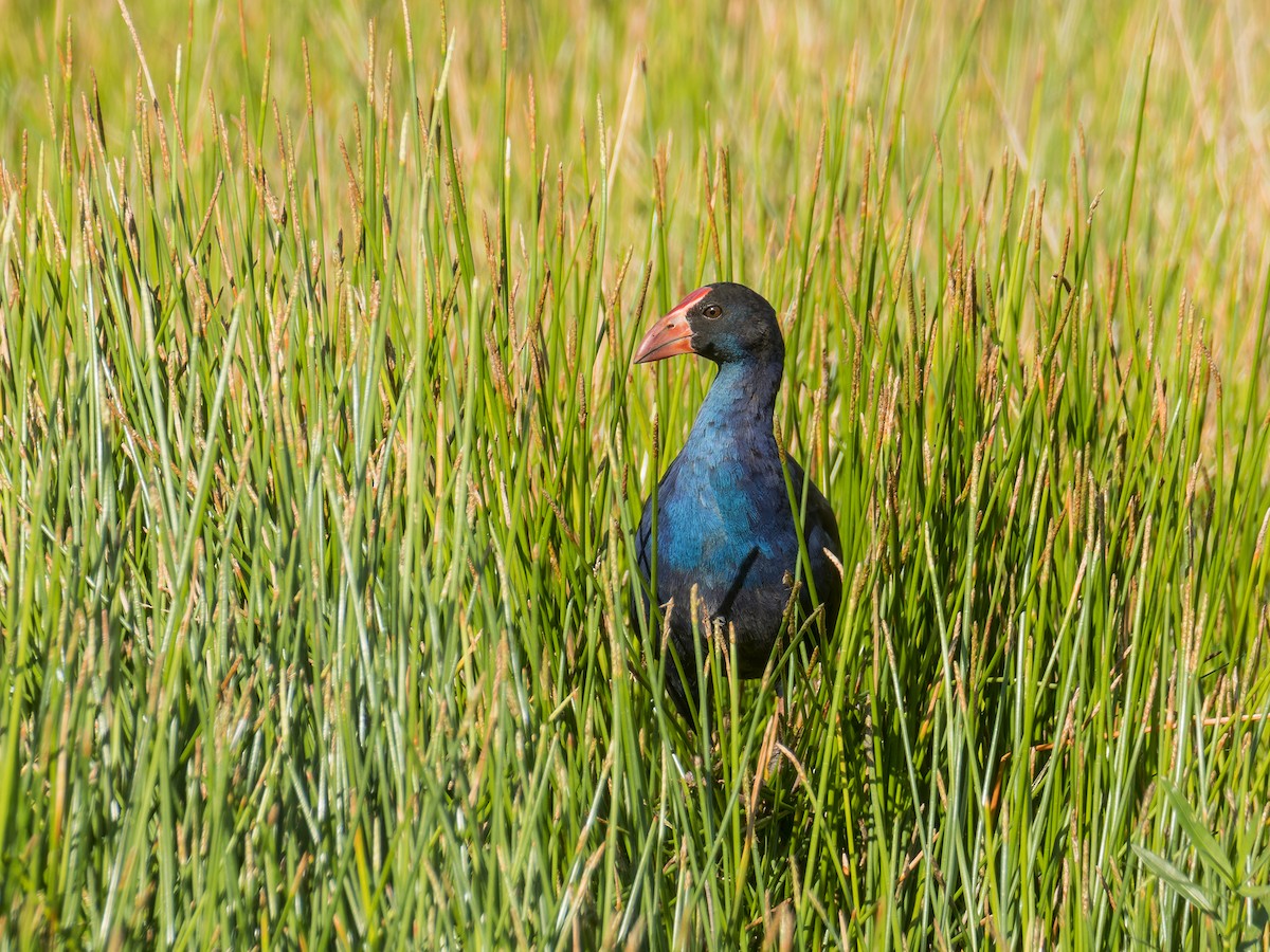 Black-backed Swamphen - ML637090013