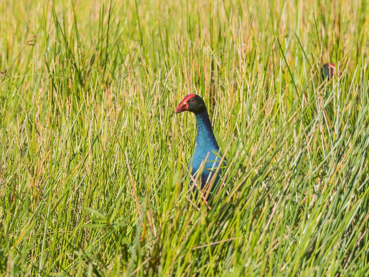 Black-backed Swamphen - ML637090014