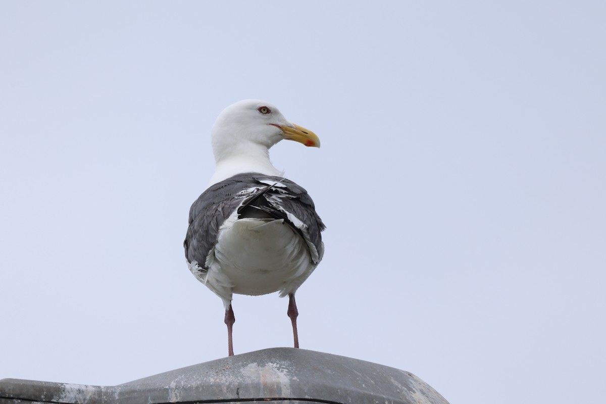 Slaty-backed Gull - ML637090051