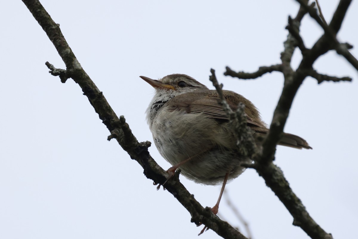 Japanese Bush Warbler - ML637090070