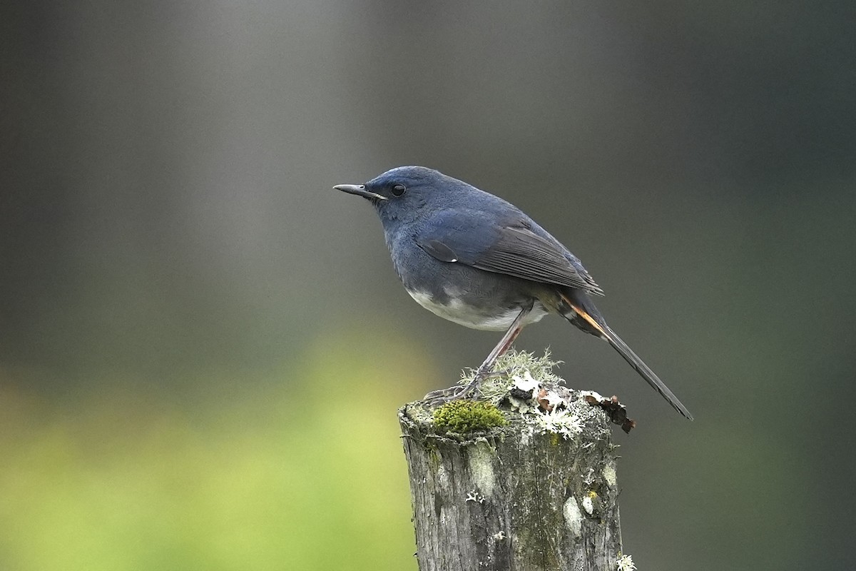 White-bellied Redstart - ML637090073