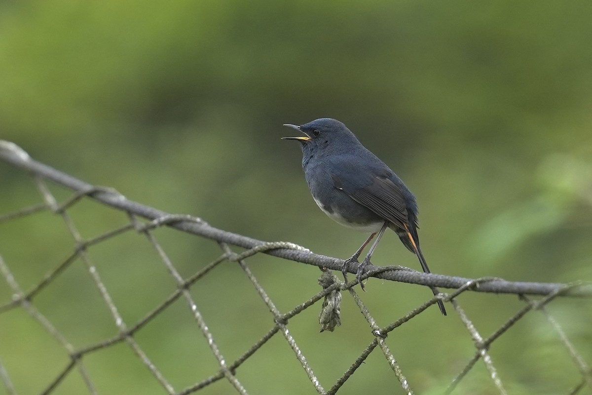 White-bellied Redstart - ML637090074