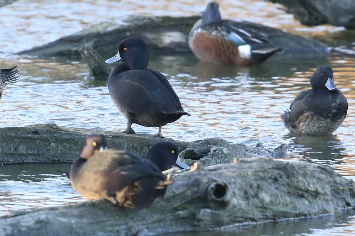 New Zealand Scaup - ML637090092