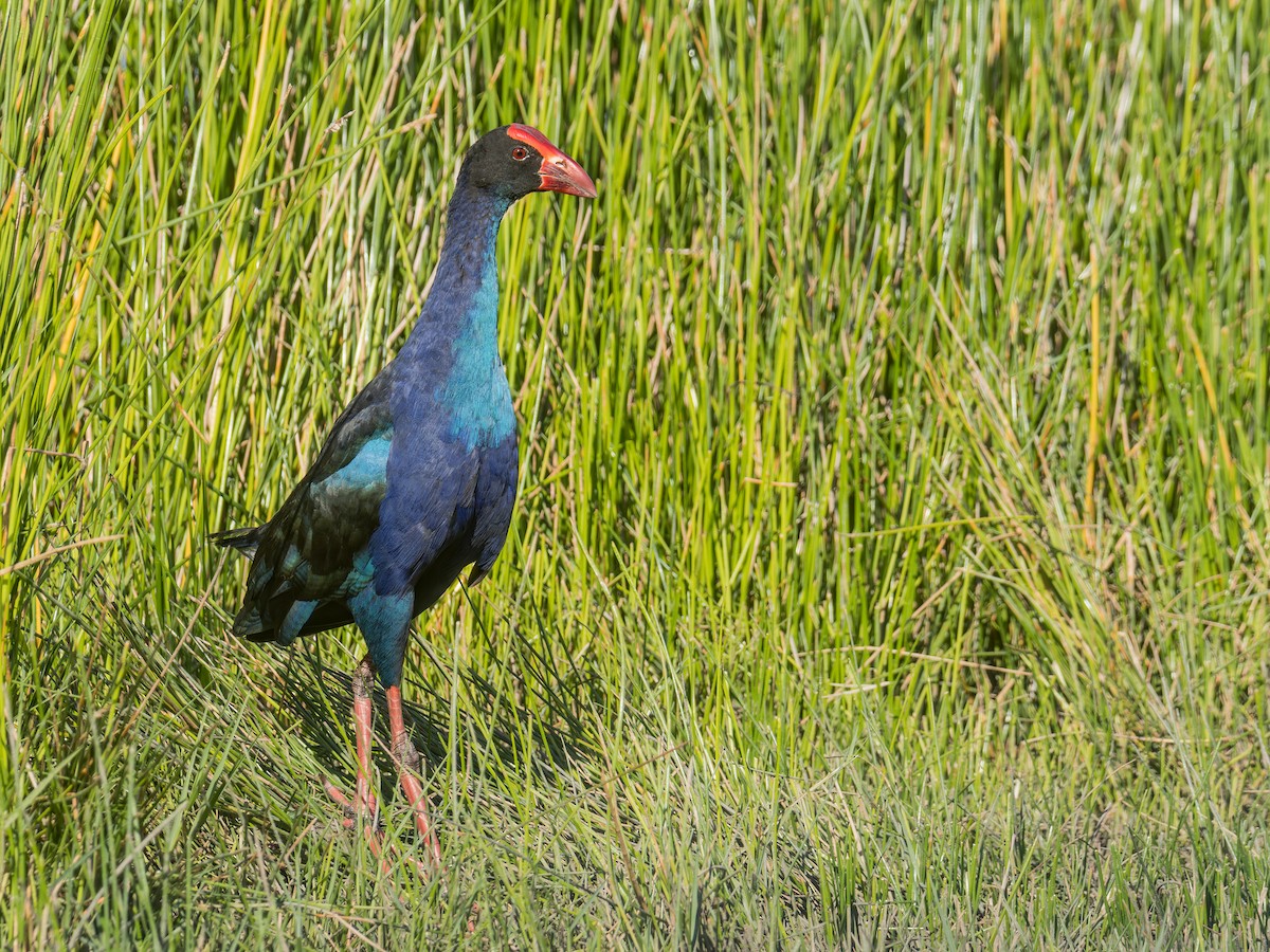 Black-backed Swamphen - ML637090115