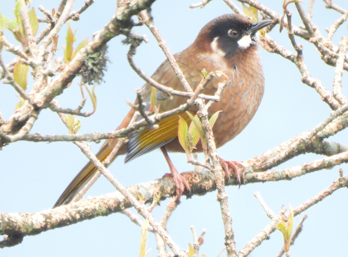 Black-faced Laughingthrush - ML637090135