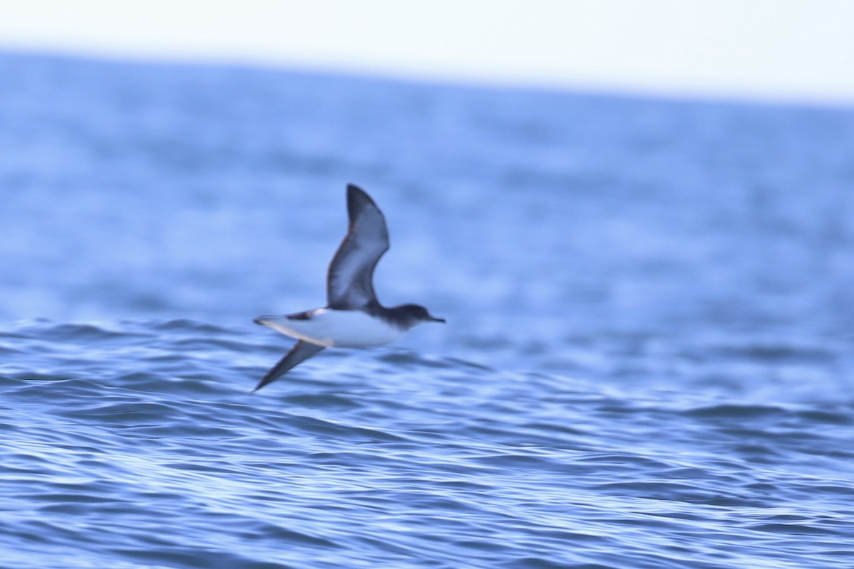 Hutton's Shearwater - ML637090138