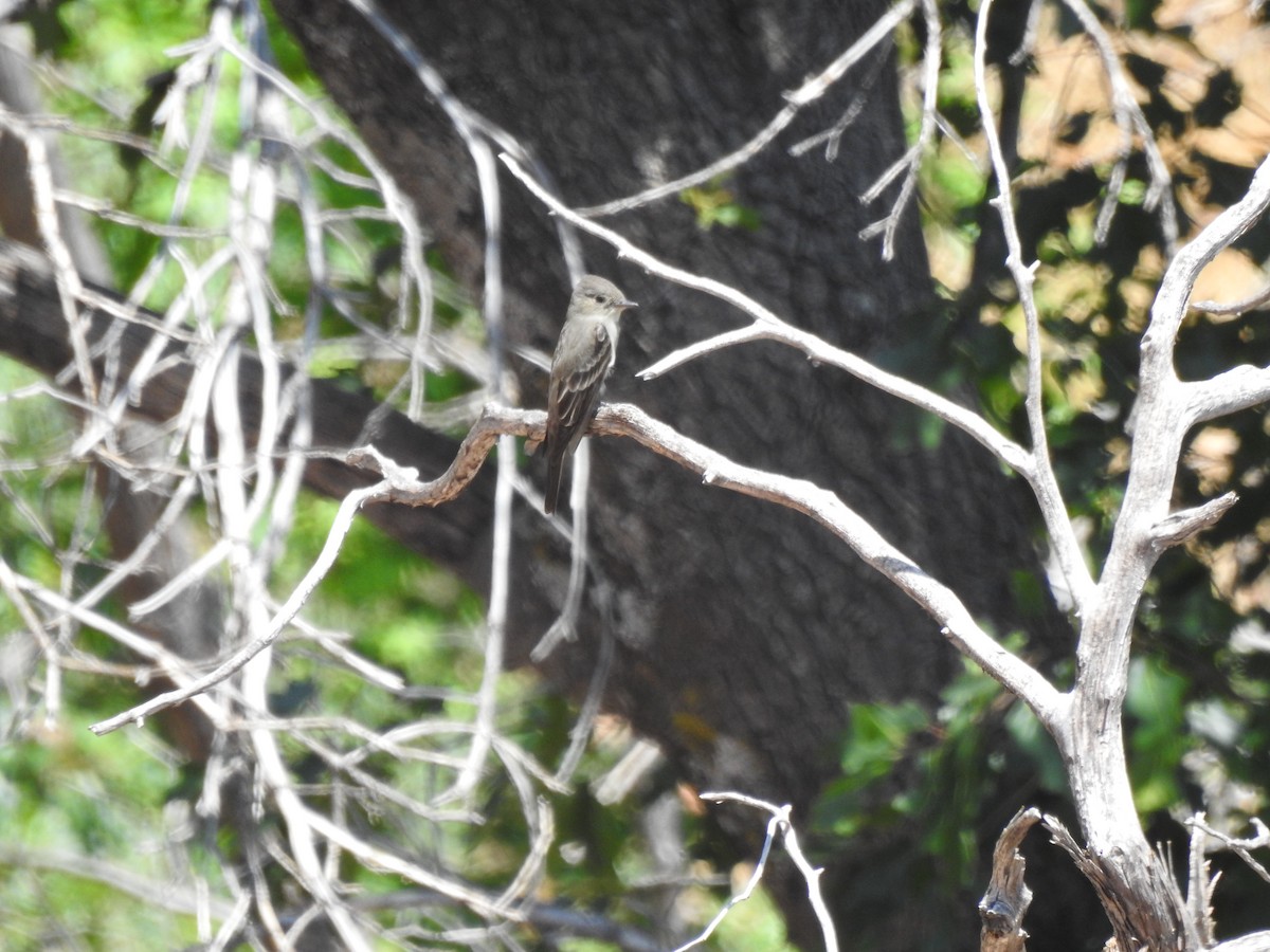 Western Wood-Pewee - ML637090139