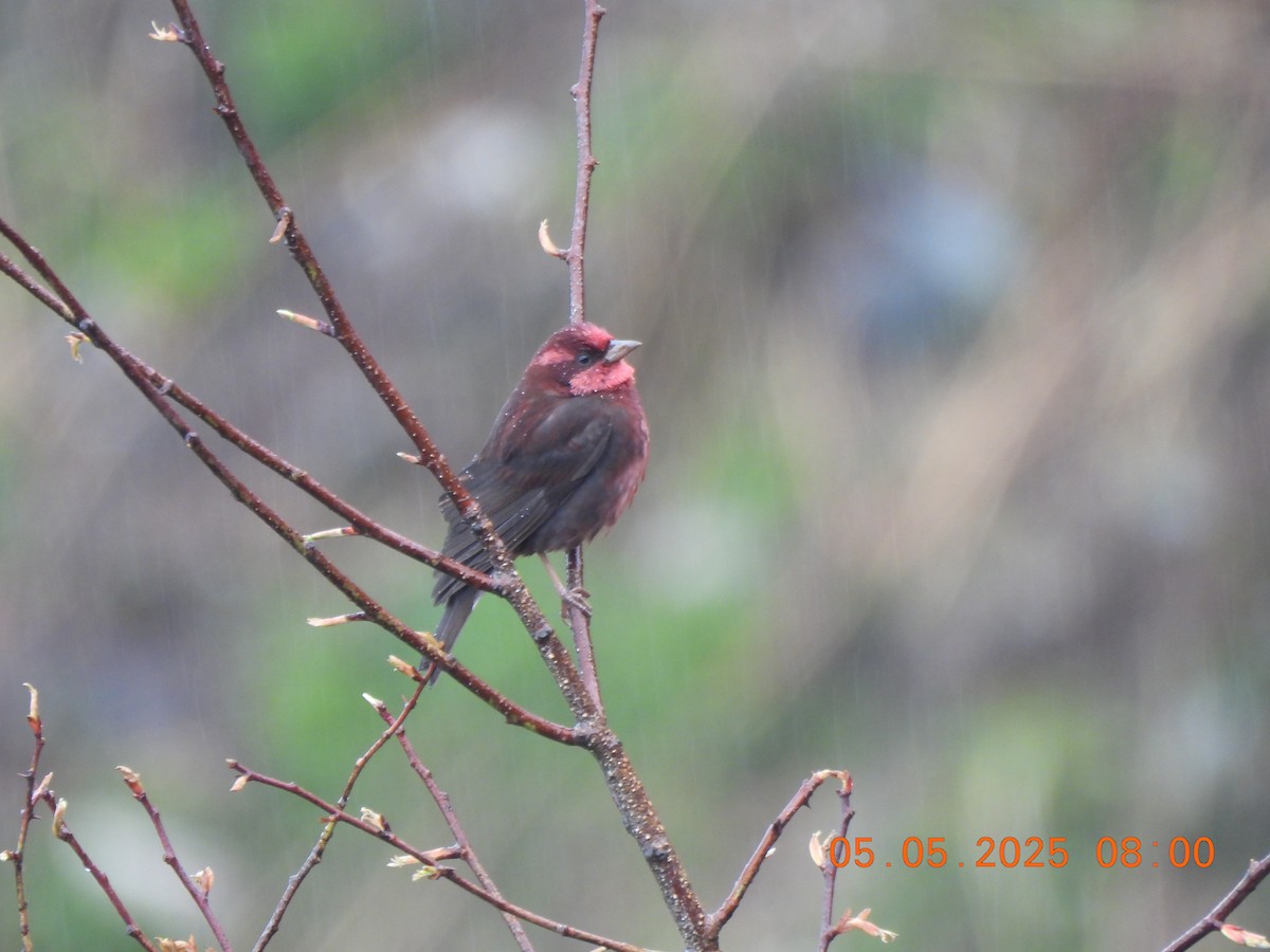 Dark-breasted Rosefinch - ML637090161