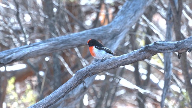 Red-capped Robin - ML637090192