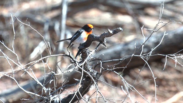 Red-capped Robin - ML637090195