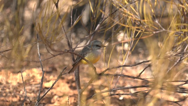 Western Yellow Robin - ML637090196