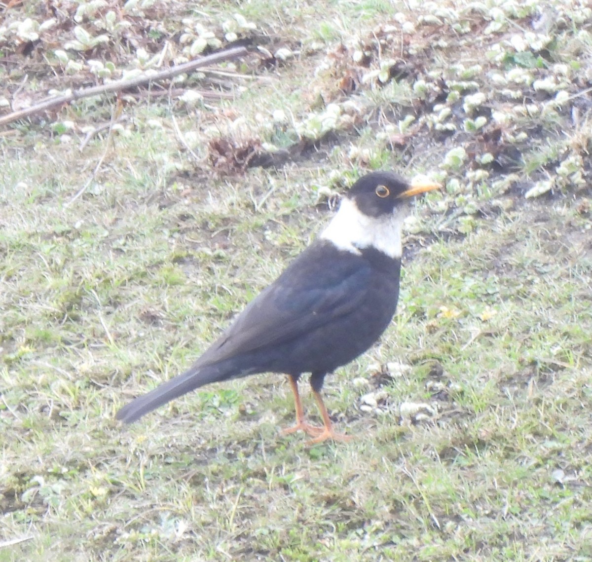 White-collared Blackbird - ML637090222