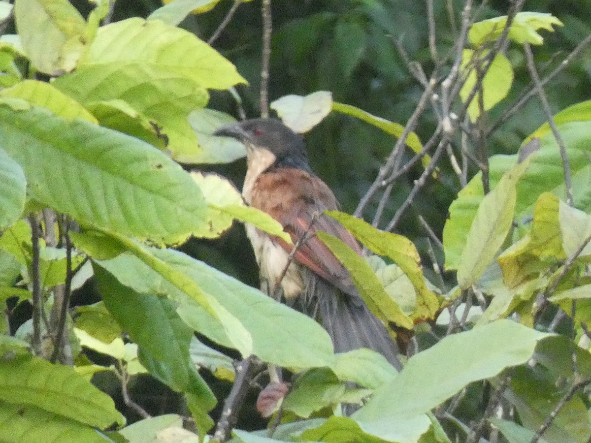 Blue-headed Coucal - ML637090227