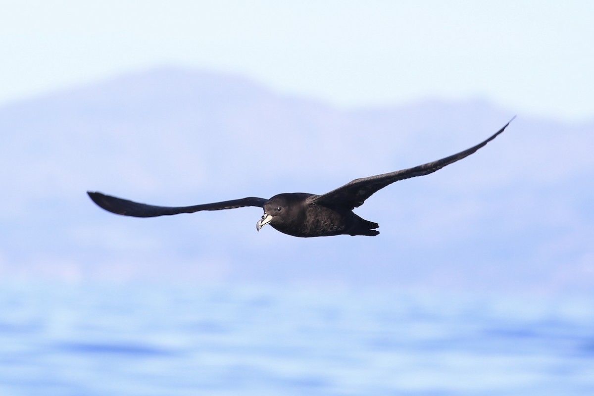 White-chinned Petrel - ML637090415