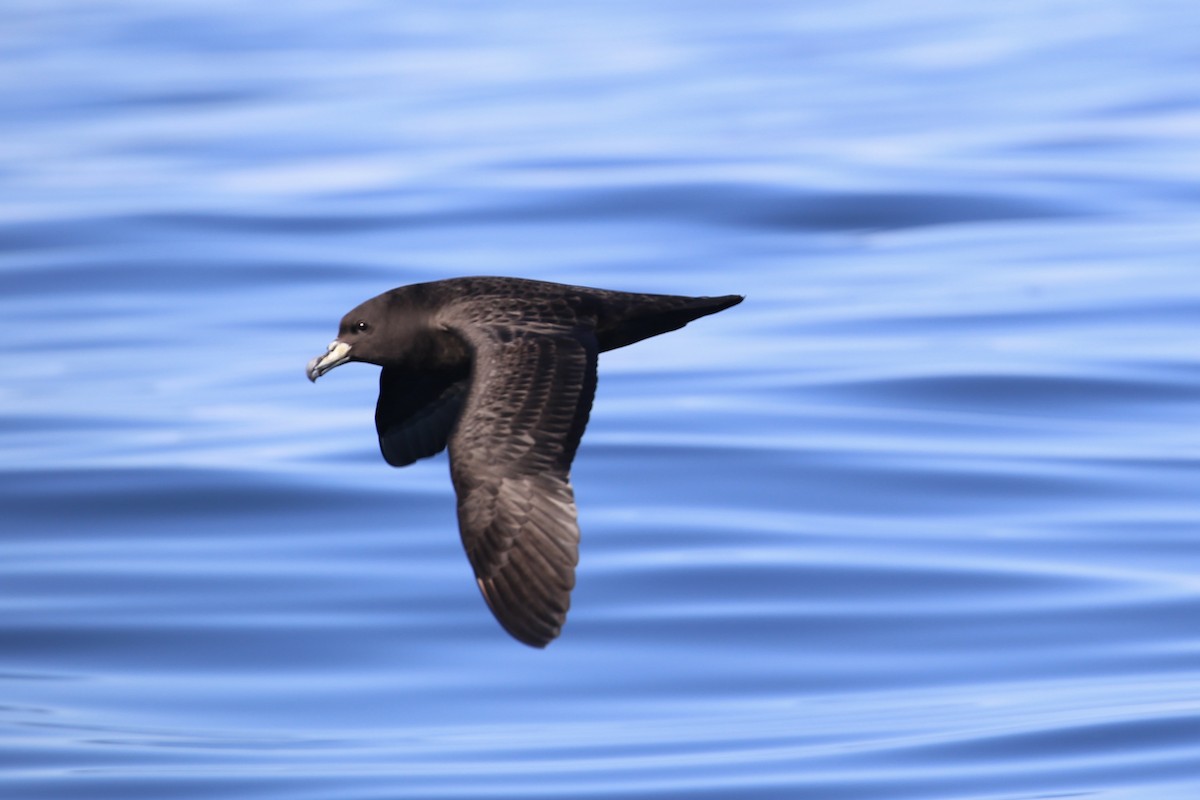 White-chinned Petrel - ML637090416