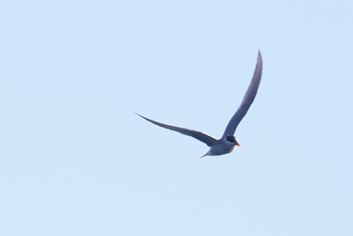 Black-fronted Tern - ML637090454
