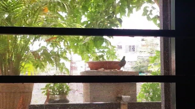 Indian Robin - ML637090463