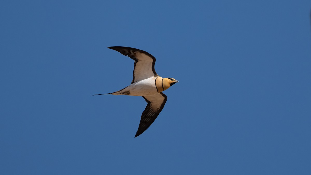 Pin-tailed Sandgrouse - ML637090487