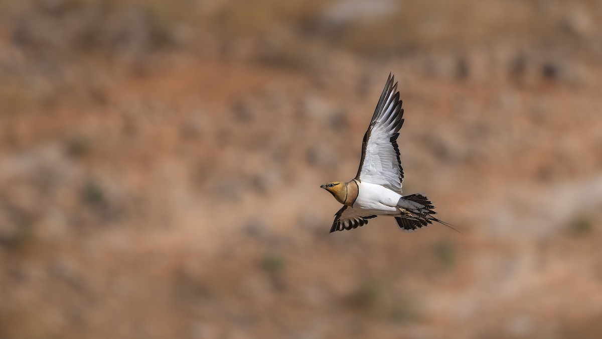 Pin-tailed Sandgrouse - ML637090488