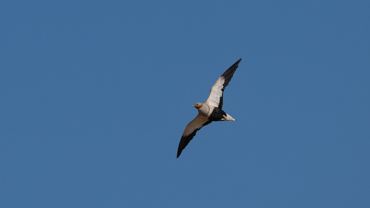 Black-bellied Sandgrouse - ML637090490