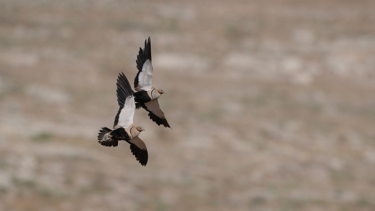 Black-bellied Sandgrouse - ML637090491