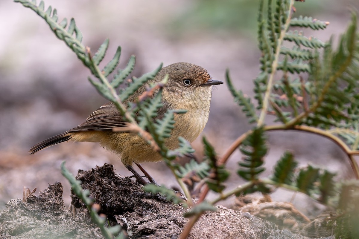 Buff-rumped Thornbill - ML637090505