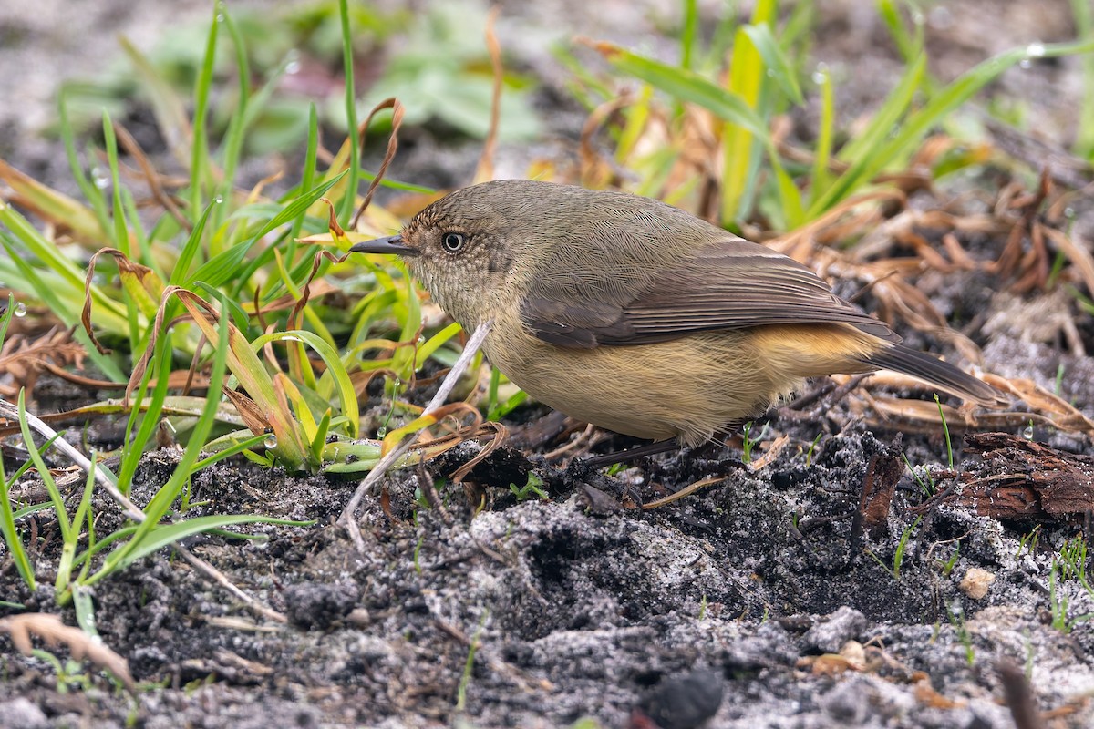 Buff-rumped Thornbill - ML637090506