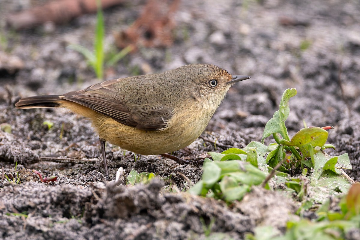 Buff-rumped Thornbill - ML637090507
