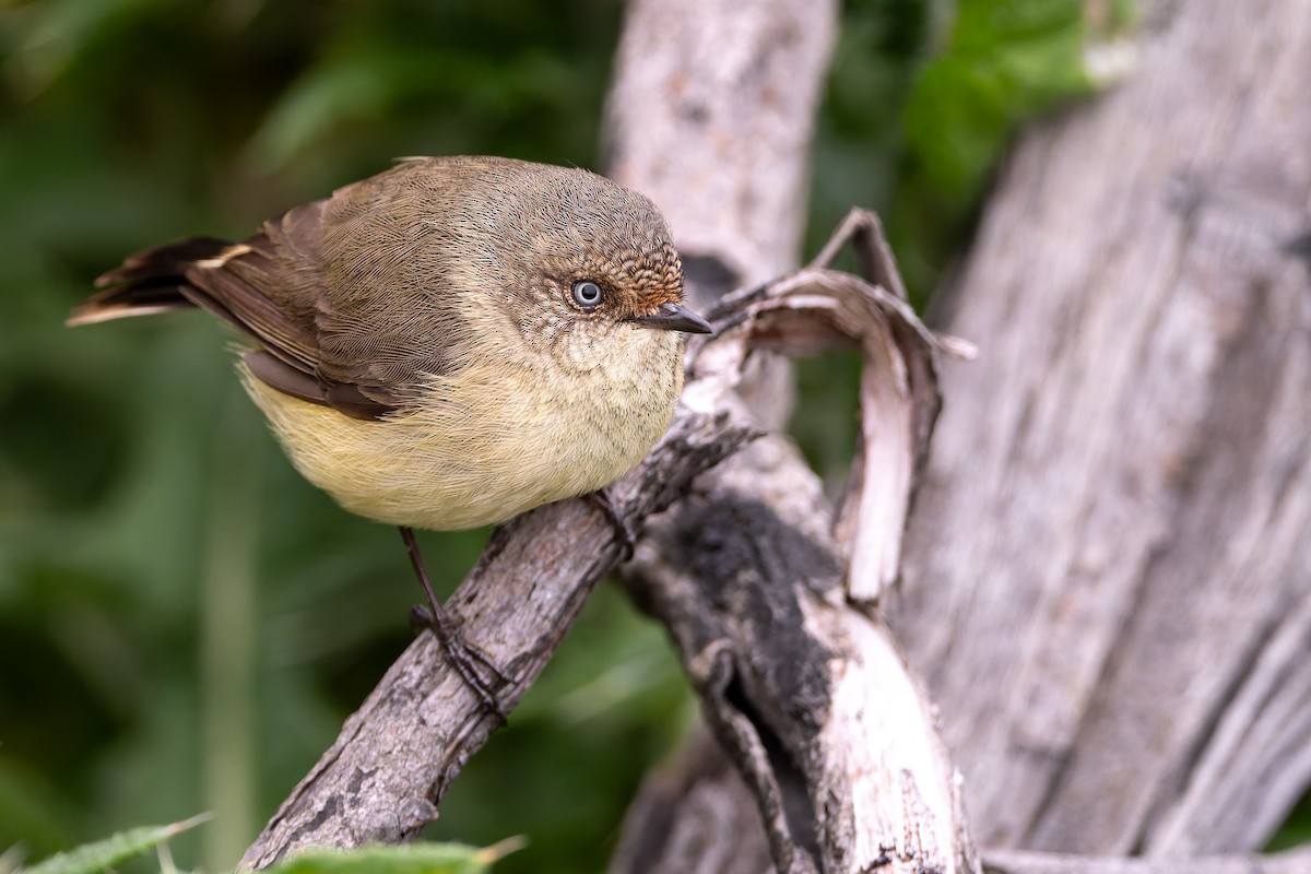 Buff-rumped Thornbill - ML637090508