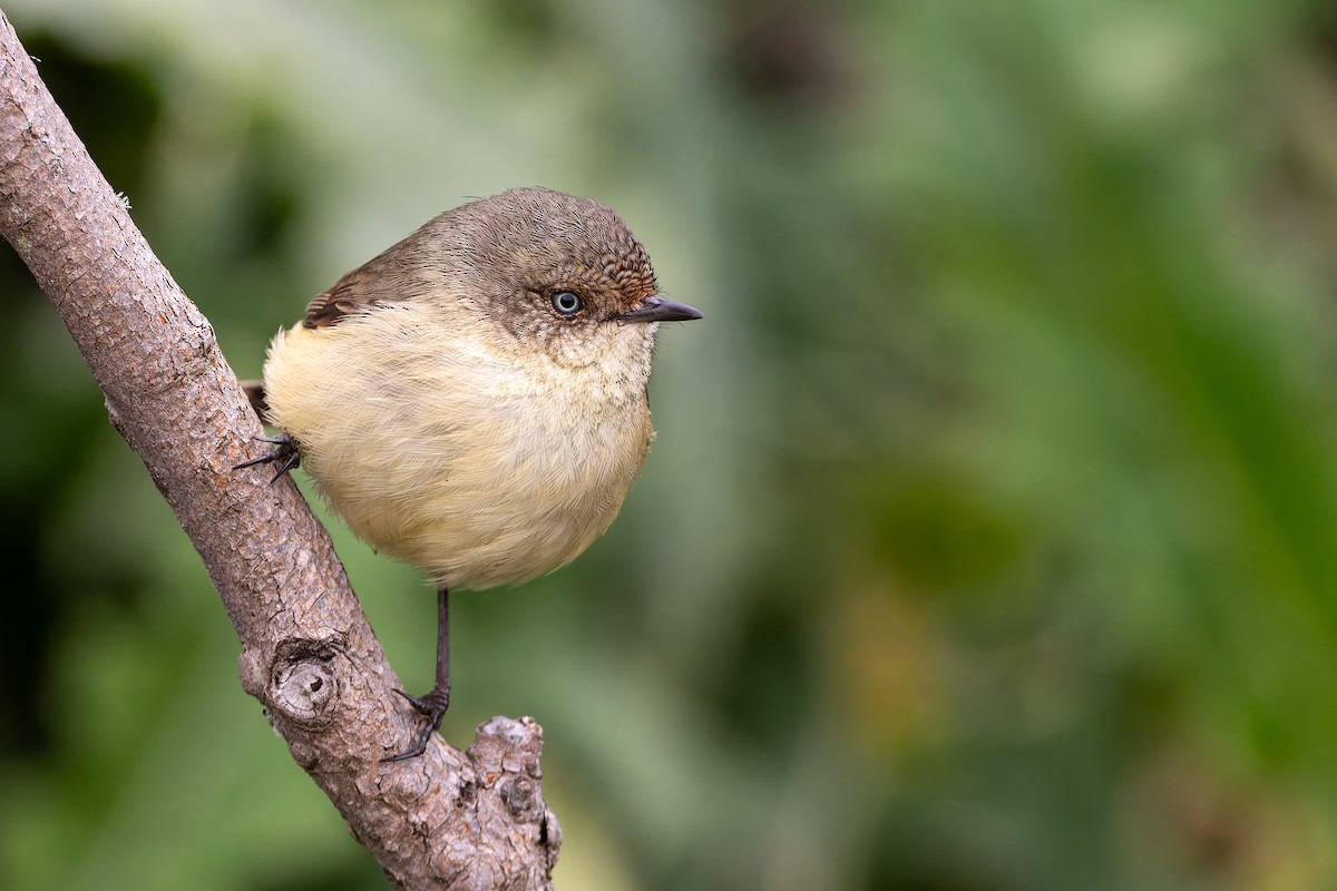 Buff-rumped Thornbill - ML637090509