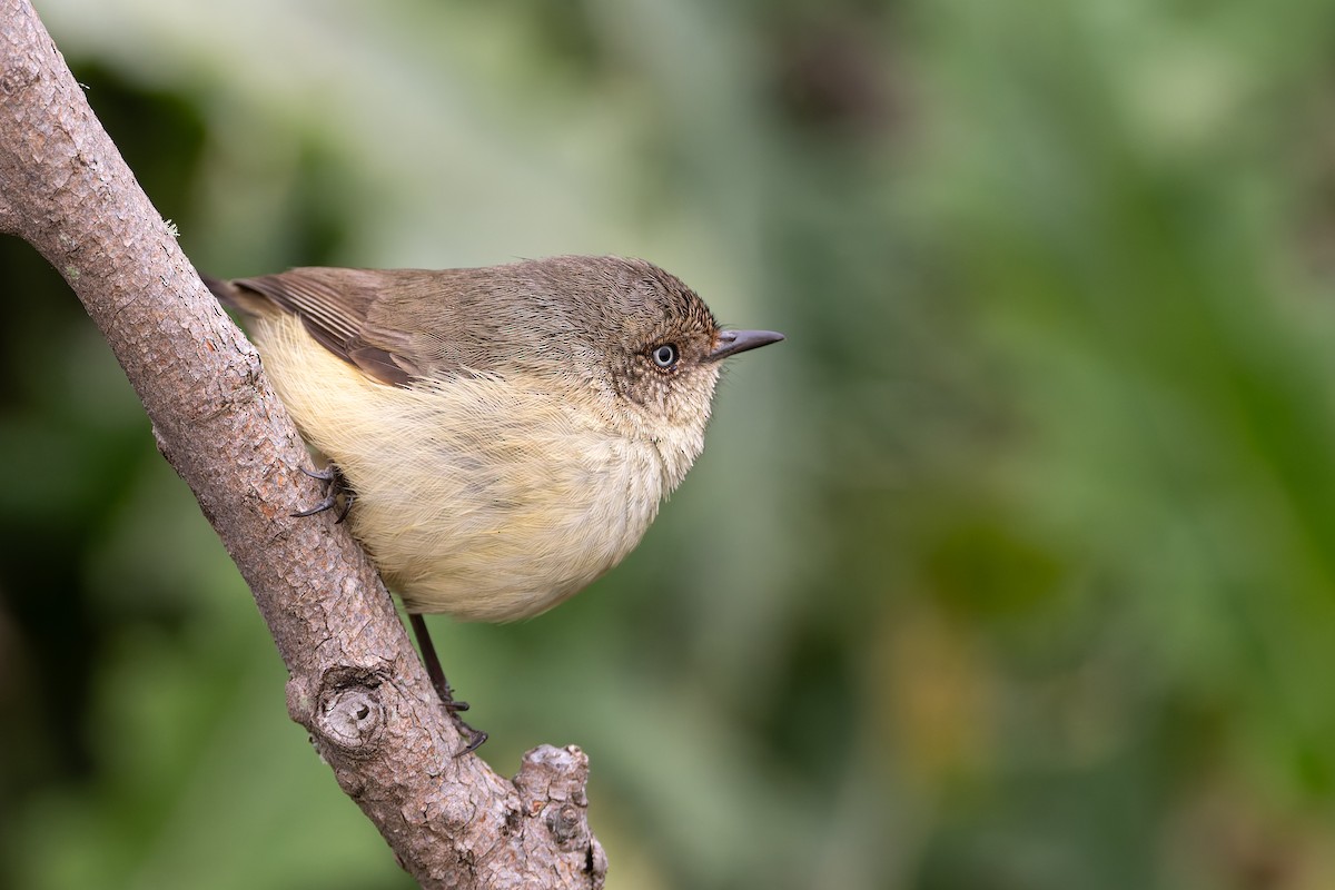 Buff-rumped Thornbill - ML637090510