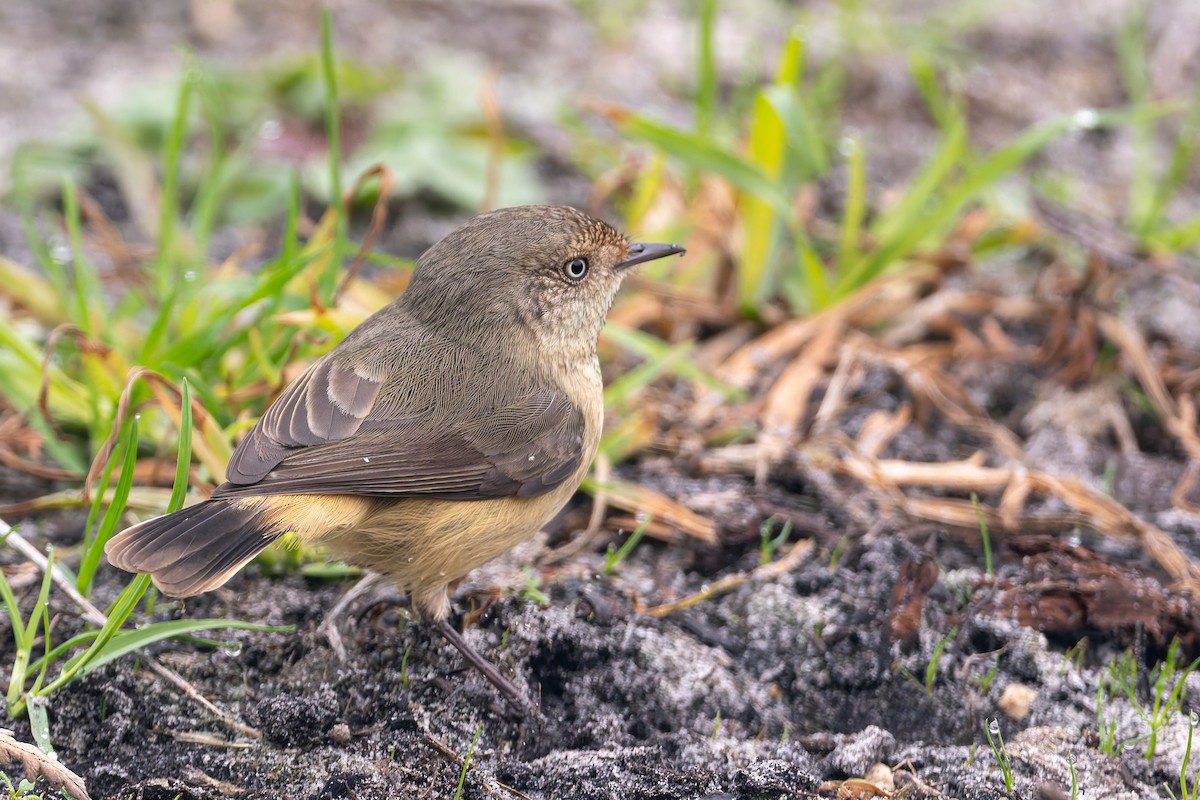 Buff-rumped Thornbill - ML637090511