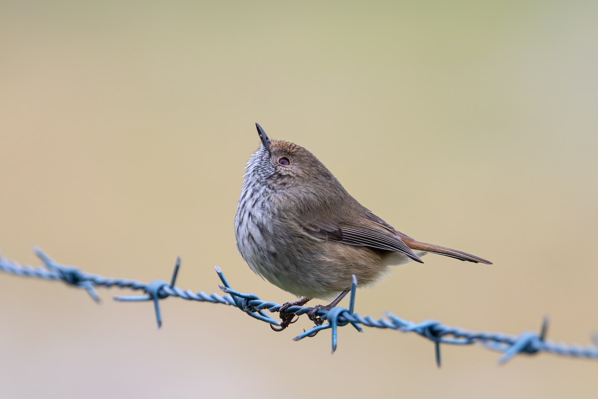 Brown Thornbill - ML637090515