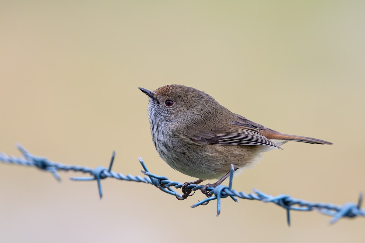 Brown Thornbill - ML637090516