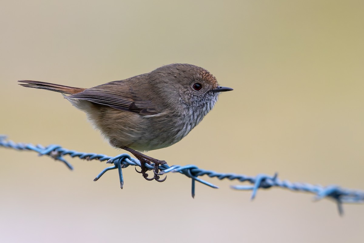Brown Thornbill - ML637090517