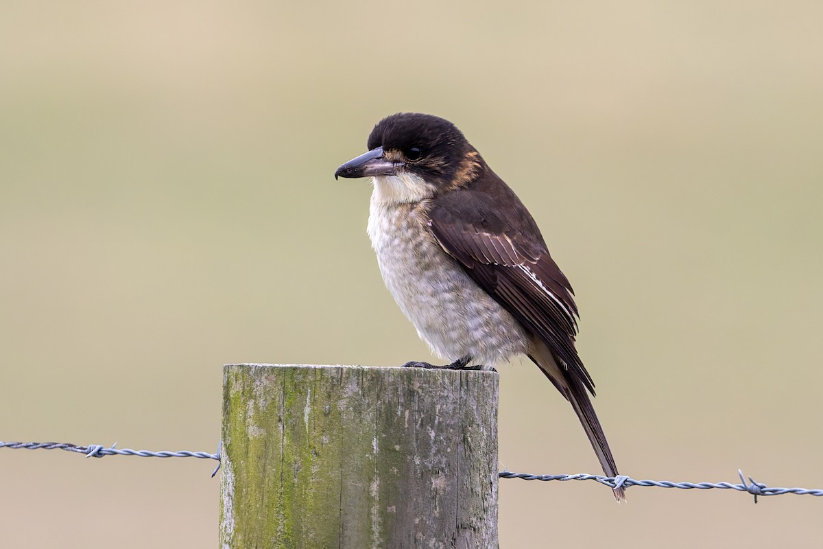 Gray Butcherbird - ML637090521
