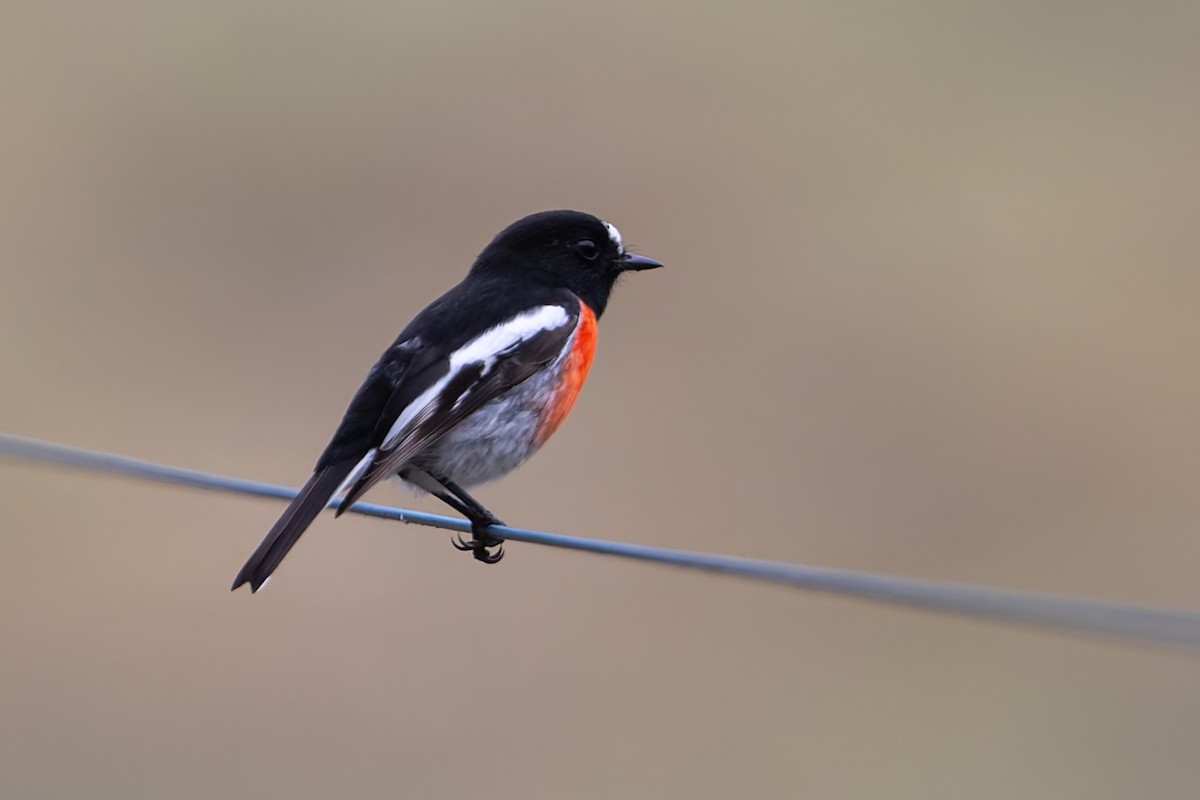 Scarlet Robin - ML637090526