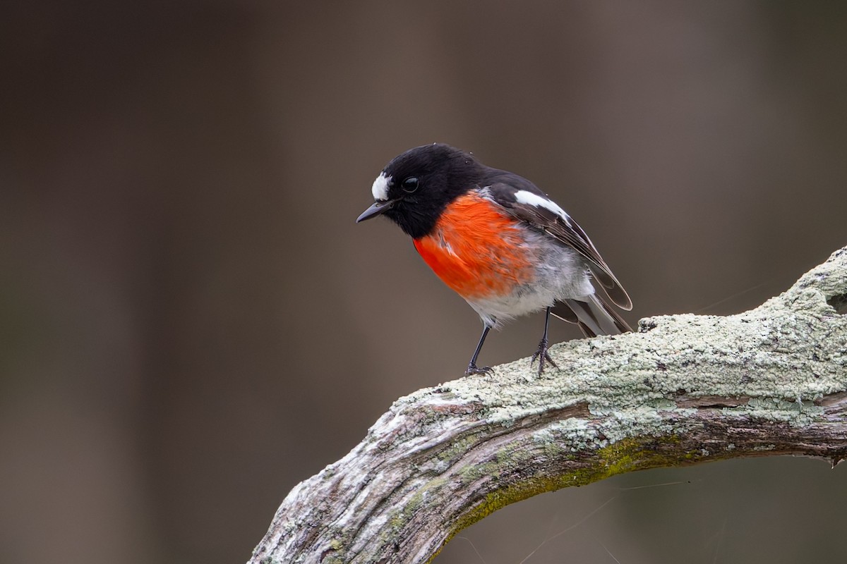 Scarlet Robin - ML637090527