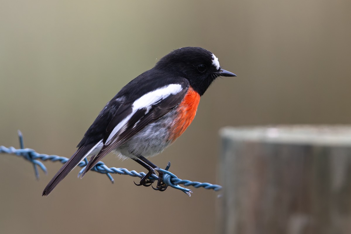 Scarlet Robin - ML637090528