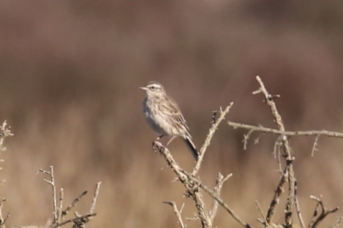 New Zealand Pipit - ML637090561